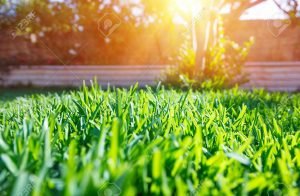 50749224-beautiful-view-on-cute-backyard-in-sunny-day-fresh-green-grass-lawn-in-sunlight-landscaping-in-the-g