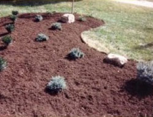 Boxwood evergreen outline with bluestar juniper and limestone boulders incorporated in landscape